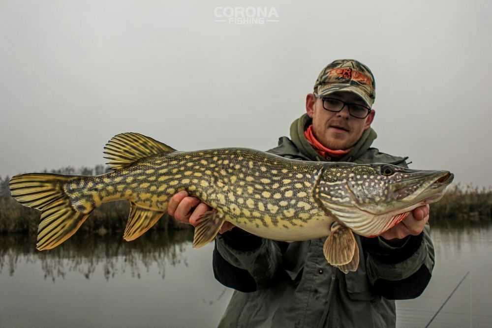 spinning na szczupaka grudzień